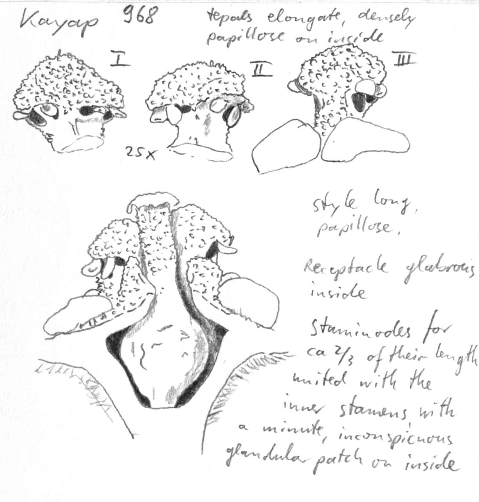 preview Nectandra aff. globosa (Aubl.) Mez